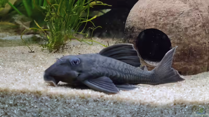 Zombiewels L70 von Woidma (78)