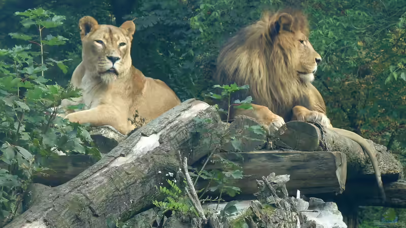 Zoo Duisburg - Ein Natur- und Erlebnisort mit Geschichte, Haltungskonzepten und Artenschutz