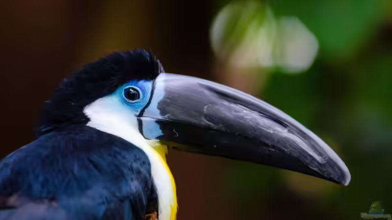 Zoo Duisburg - Ein Natur- und Erlebnisort mit Geschichte, Haltungskonzepten und Artenschutz