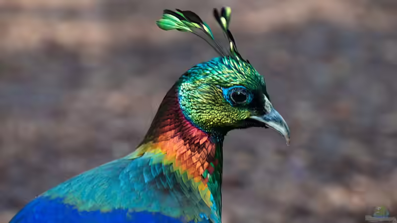 Zoo Duisburg - Ein Natur- und Erlebnisort mit Geschichte, Haltungskonzepten und Artenschutz