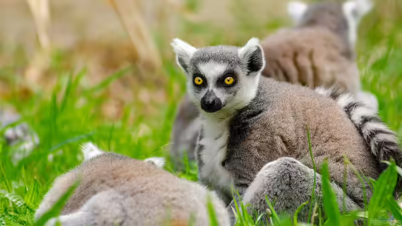 Zoo Duisburg - Ein Natur- und Erlebnisort mit Geschichte, Haltungskonzepten und Artenschutz