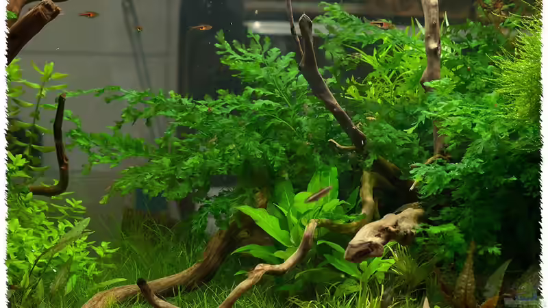 Bolbitis heudelotii im Aquarium pflanzen (Einrichtungsbeispiele mit Kongo-Wasserfarn)