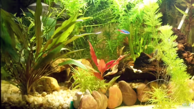 Zoom Links von KidVicious (2)