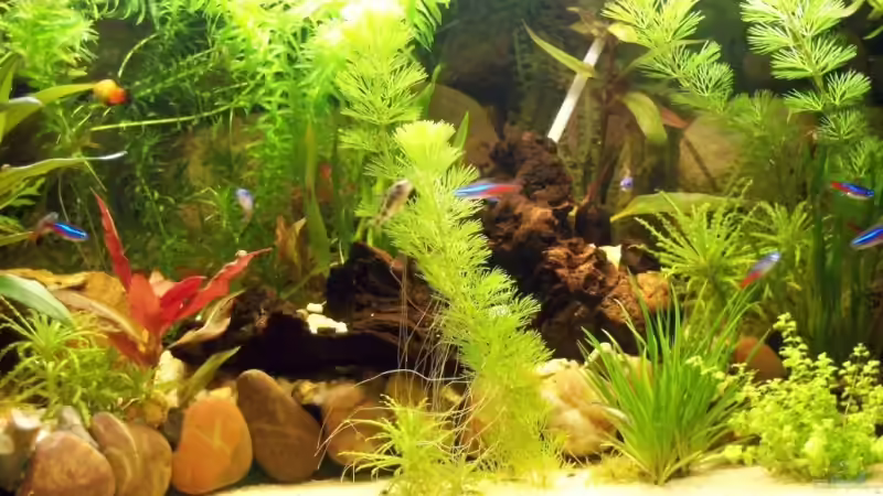 Zoom Mitte von KidVicious (3)