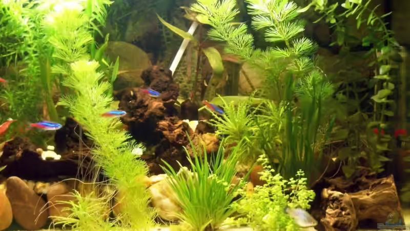 Zoom Rechts von KidVicious (4)