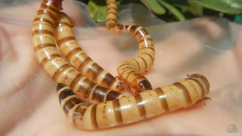 Zophobas - Haltung, Zucht und Verwendung der Riesenmehlwürmer in der Terraristik