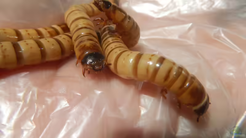 Zophobas - Haltung, Zucht und Verwendung der Riesenmehlwürmer in der Terraristik