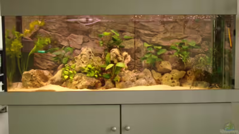 Zorni Aquarium aus Bielefeld von Zorni (2)