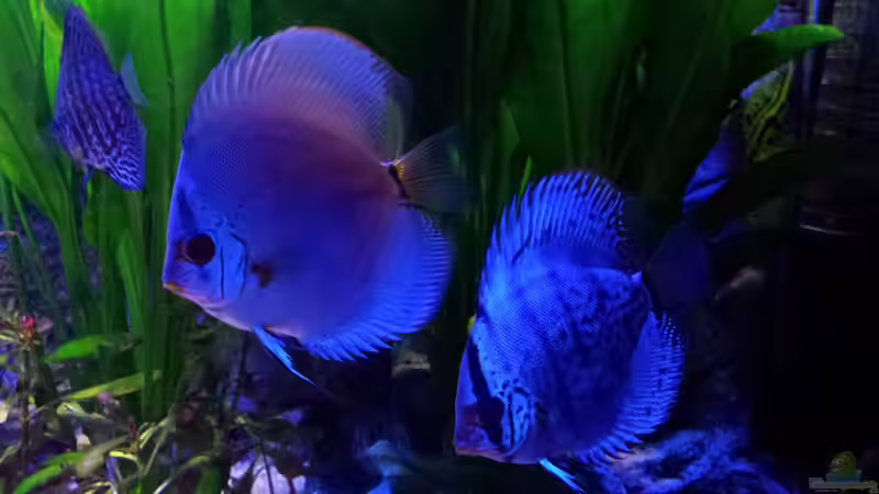 Zorro und Snoopy von Sonja N. (3)