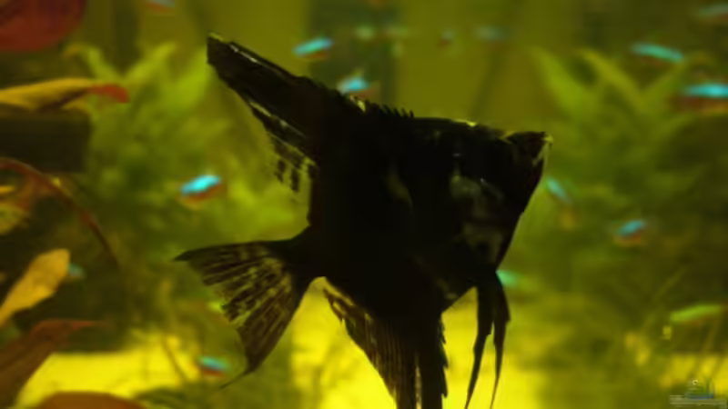 Zorro von Onkel (13)