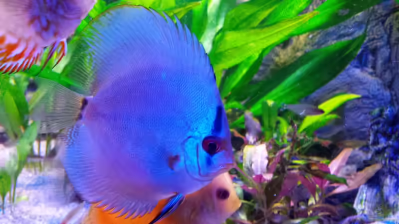 Zorro von Sonja N. (14)