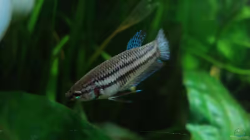 zu Beginn hat er immer die Färbung eines Weibchens gezeigt von Laura (26)