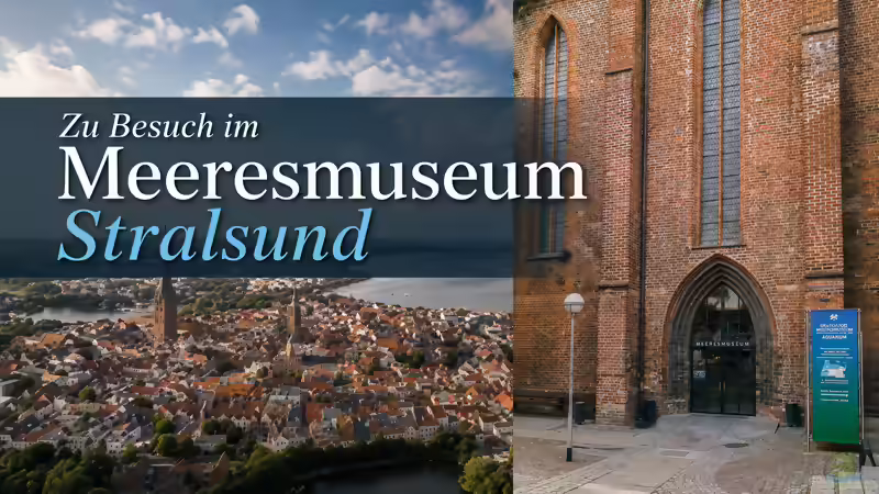 Zu Besuch im Meeresmuseum Stralsund: Tropische Meereswelten zwischen Klostermauern