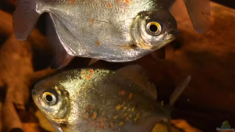 Zu Dritt ??? von GGuardiaNN (87)