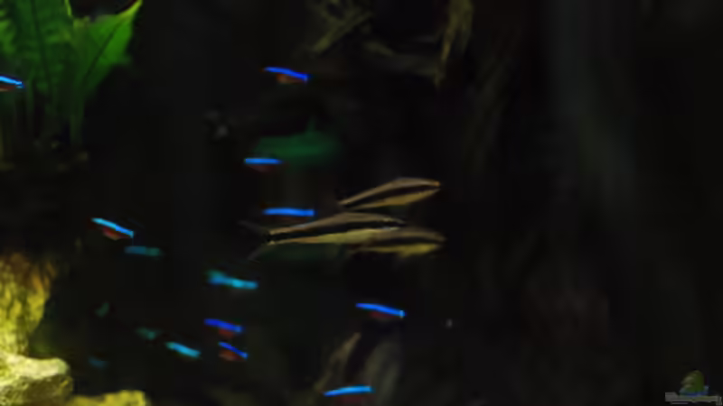 zu dritt ist´s lustiger von Markus (10)