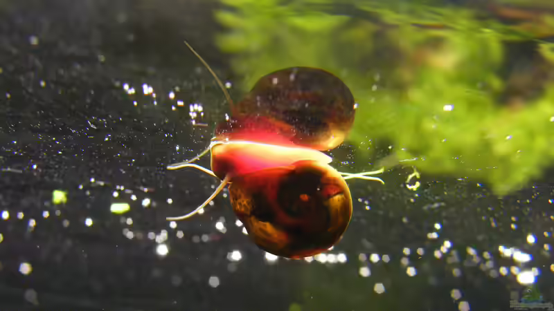 Zu Haus telefonieren.... von Tino Laue (28)