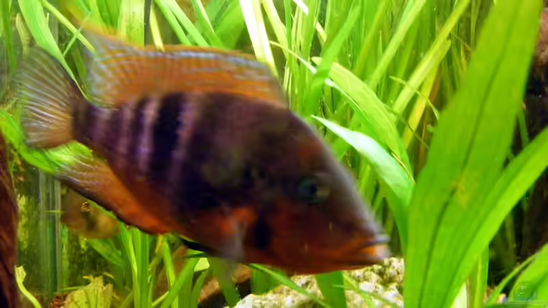 zu schnell... von Falk (38)