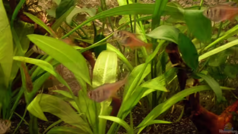 Zu schnell für die Kamera von K@i (10)