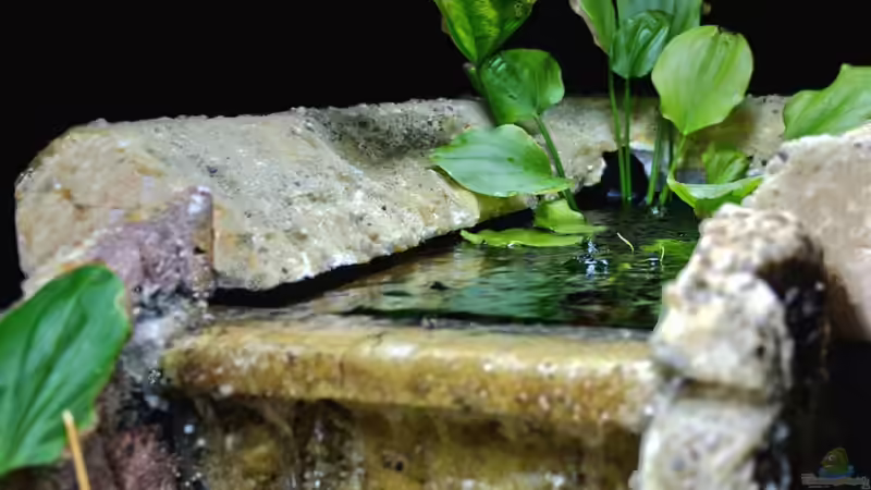 zu wenig Luftfeuchte für den E.latifolius von Falk (16)