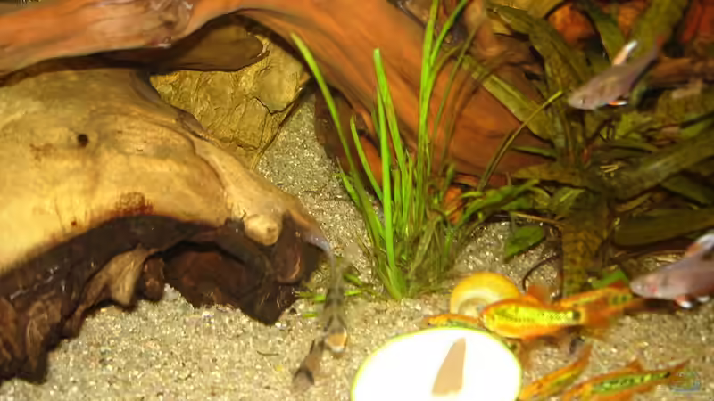 Zuccini-Attacke - 1 von *Thorsten* (36)