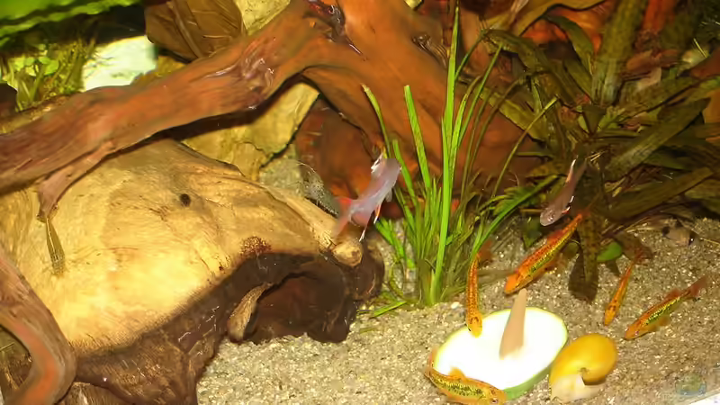 Zuccini-Attacke - 2 von *Thorsten* (37)