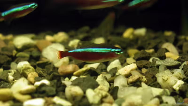 Zucht des Roten Neonsalmlers - schwierig aber möglich