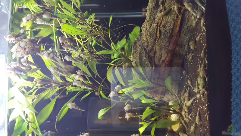 Zucht lief sehr gut von Murphy1977 (5)