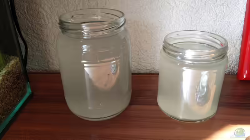 Zucht von Pantoffeltierchen von Solvin (5)