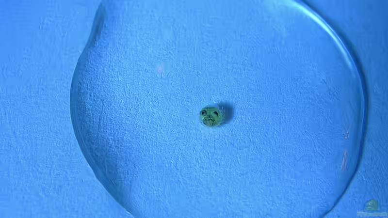 Zuchterfahrung des Gabelschwanz-Regenbogenfisches (Pseudomugil furcatus)