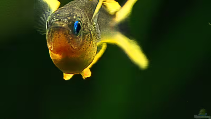 Zuchterfahrung des Gabelschwanz-Regenbogenfisches (Pseudomugil furcatus)