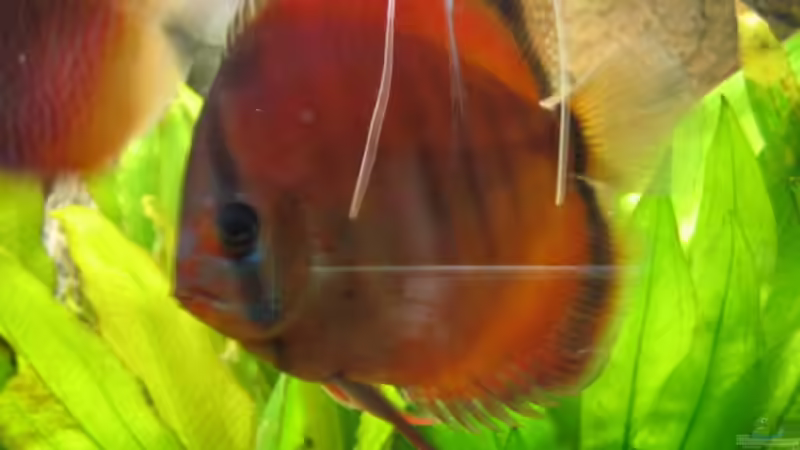 Zuchtform Red Rose von Friedrich Straßl (26)