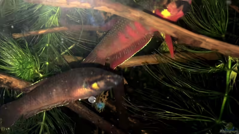 Zuchtpaar (Bild aus anderem Becken) von Jaenu00 (5)