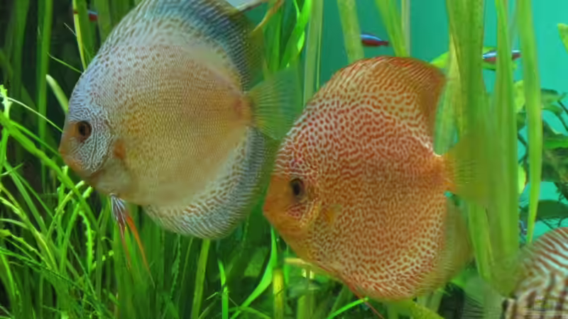 Zuchtpaar von Korbi (36)