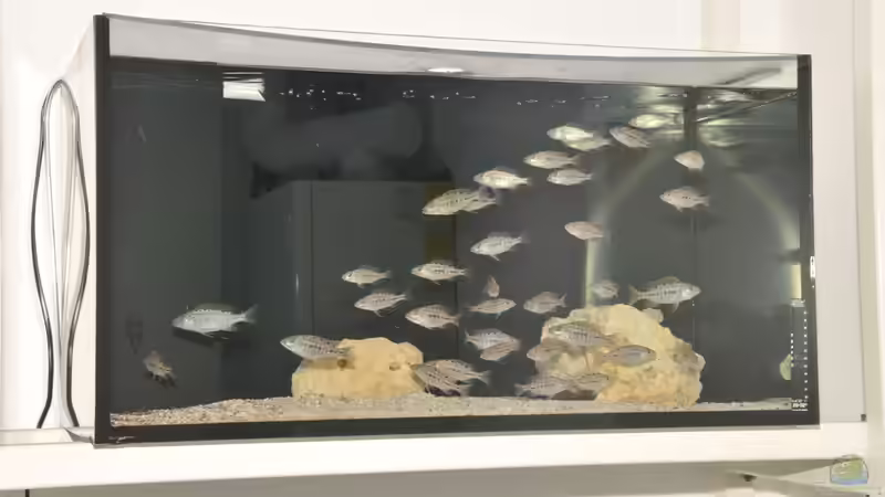 Zuchtregal mit kleinen Tyrannochromis nigriventer von Crenii (29)