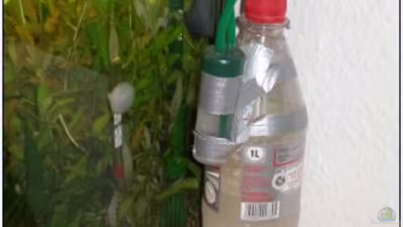 Zucker-Hefe-Gärung von Felix Bier (7)