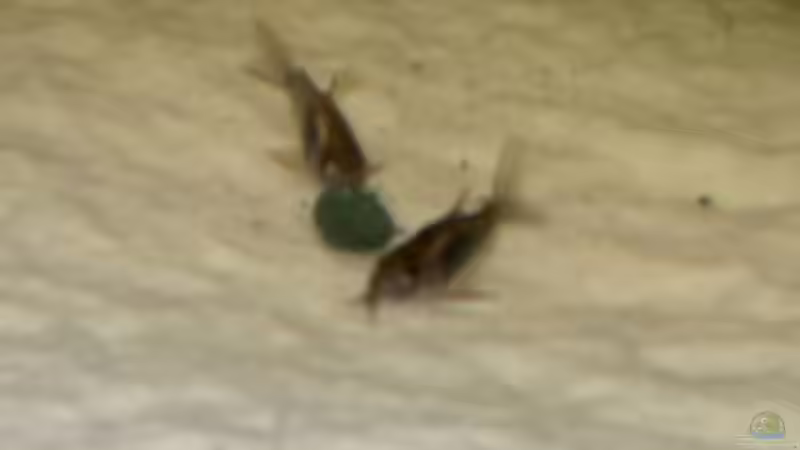 Zügel-Panzerwelse von Robert Schröder (13)