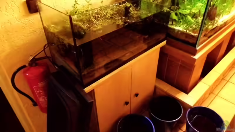 Zuerst kommt der Umzug GarnelenBecken muss weichen von snooze (4)