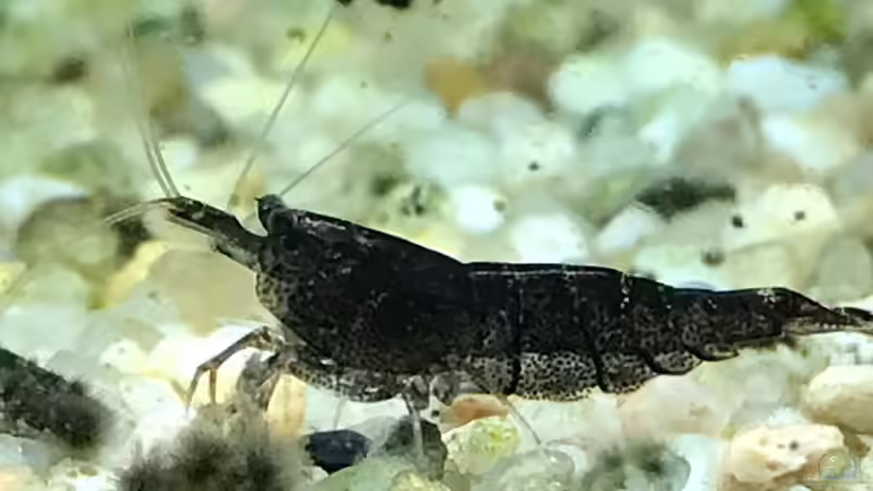 Zufällig wird eine Algengarnele schwarz von Rob Rüh (6)