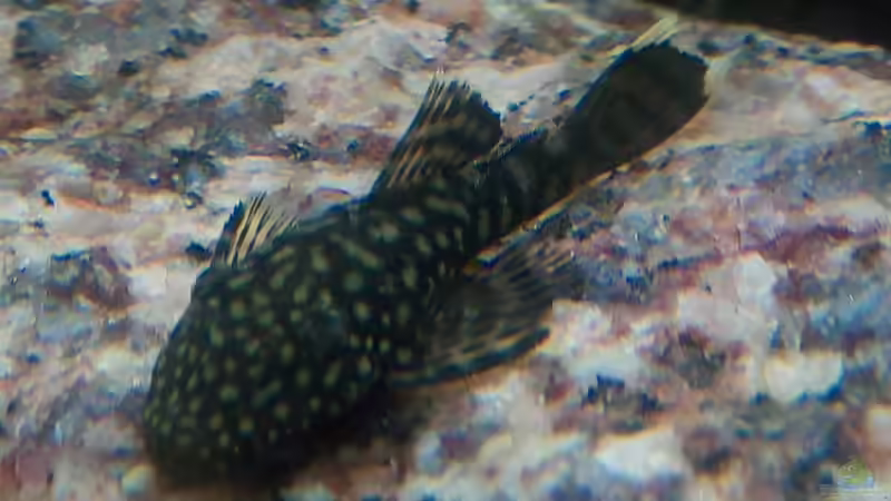 Zufällige Nachzucht von Rob Rüh (7)