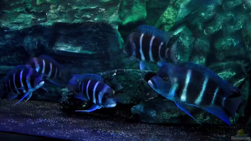 Zufallsfoto von Hanno K (13)