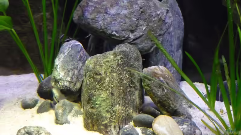 Zufluchtsort.. von Chris_R. (20)