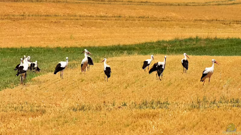 Zugvögel und Standvögel in Deutschland: Wer bleibt und wer zieht?