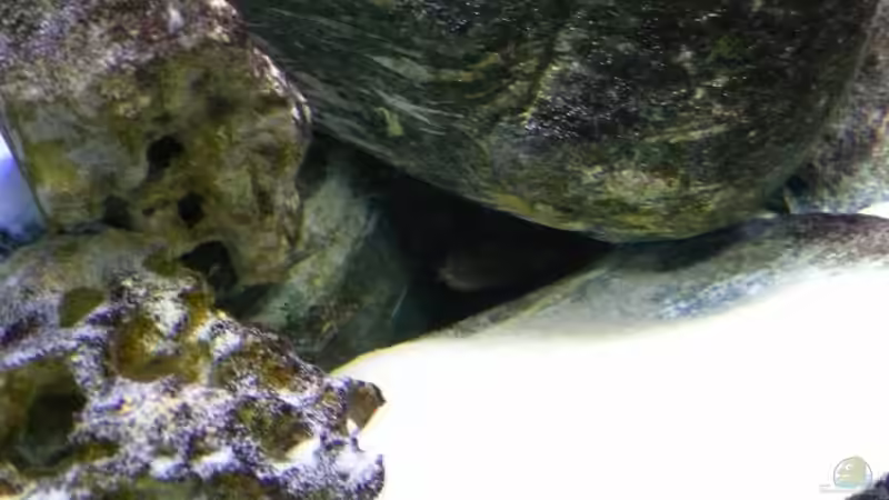 zuhause mit ´dicken Backen´ von tenebroso (12)