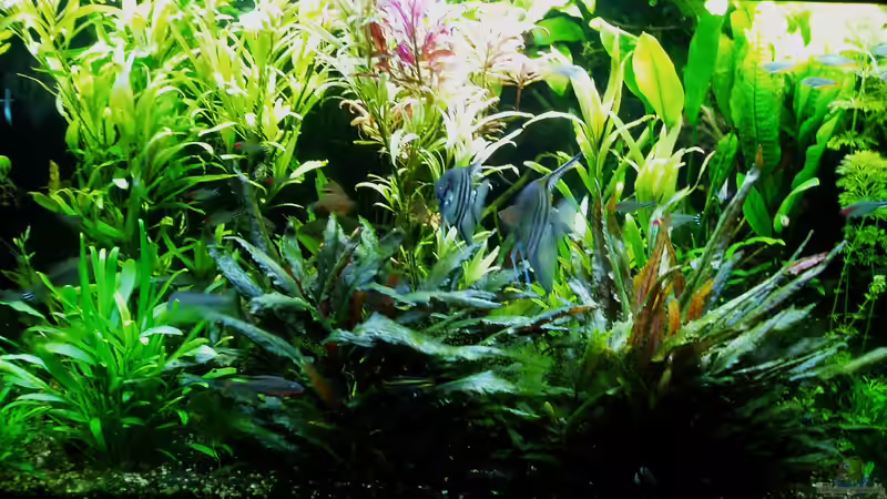 Zuistand 26.10.2018 - 10 Monate nach Start von Reiner Dr. Med. Jesse (36)