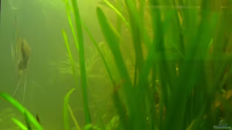 zum ersten mal easy life flüssiges filtermedium dusche 0 sicht im becken  von *Andy* (5)