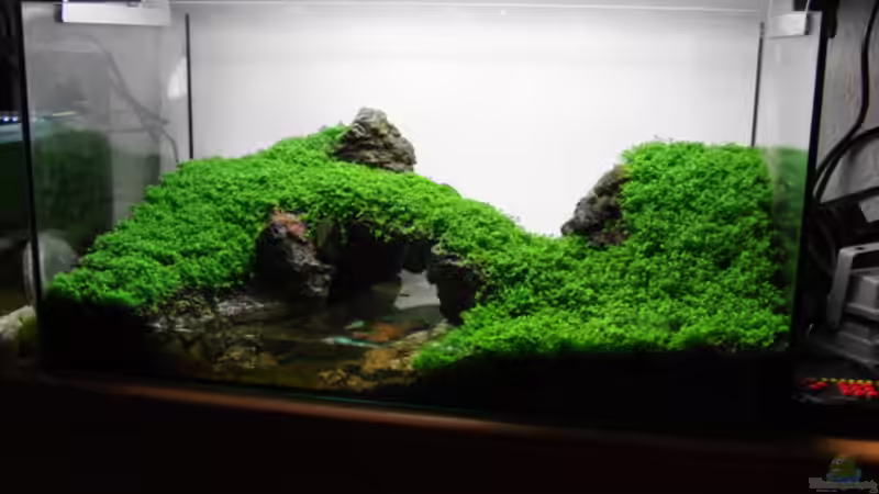 zum ersten mal rasen von Microsash (7)