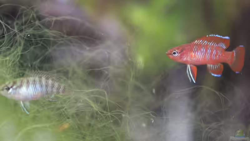 Zum ersten Mal sehe ich die beiden für kurze Zeit dicht beieinander stehen. (27.07.2016) von Laufilauf (49)
