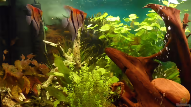 zum teil schon wieder andere planzen  November 2012 von S04Peter (9)