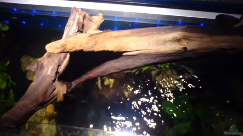 Zur Abschattung weil noch eine Große Anubia Bartery fehlt! von Ralf Kahl (12)