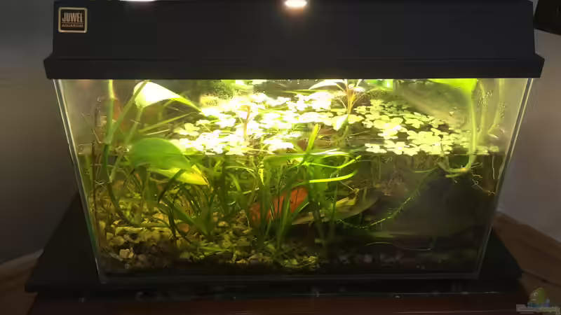 Zur Aufzucht  von Ceylon (5)